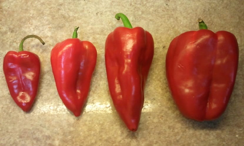 pimiento najerano rojo de varios tamaños