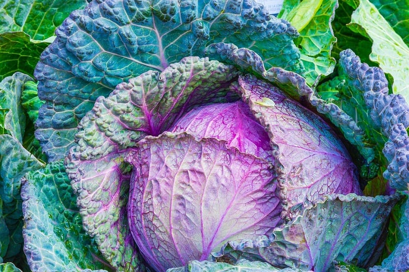tipos vegetales