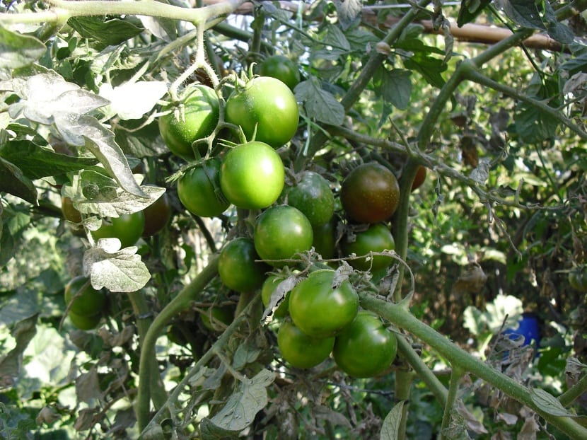 Cultivo del tomate Kumato