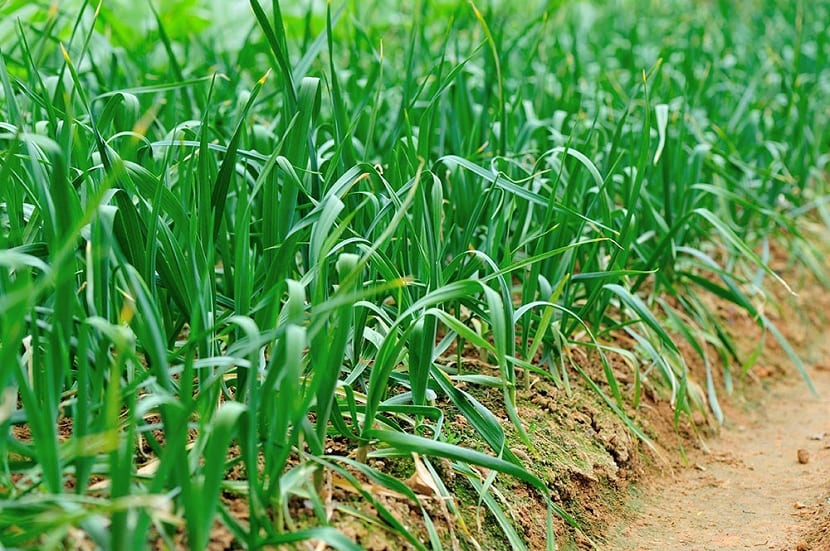 Cultivo de cebolletas