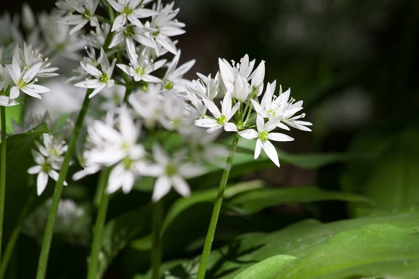 Descripción del Allium ursinum o ajo de oso