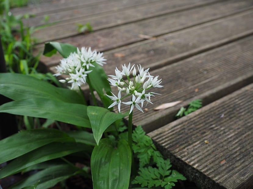 Uso del Allium ursinum 