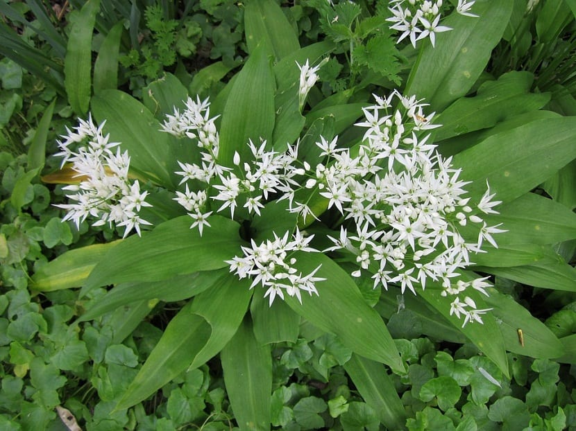 Allium ursinum o también llamado el ajo de oso
