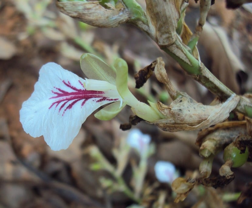 Flor de cardamomo