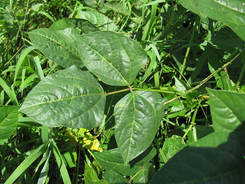 Vista de la hoja de Vigna unguiculata
