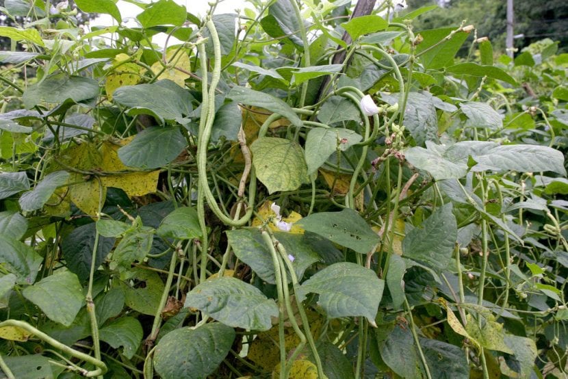 Planta de carillas