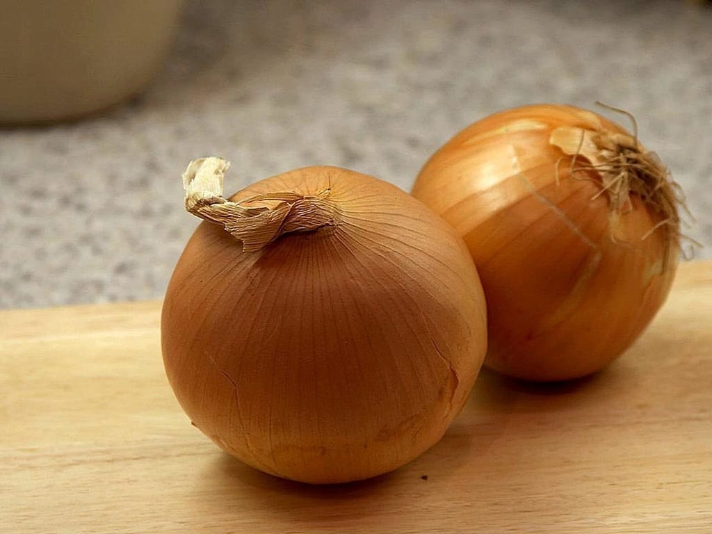 Cebollas recién cosechadas del huerto