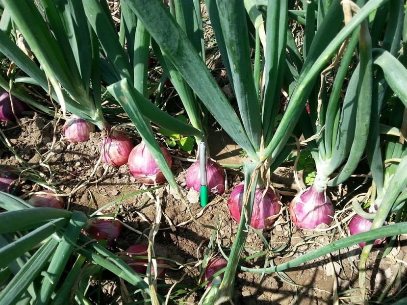 Ciclo de cultivo de la cebolla de verdeo