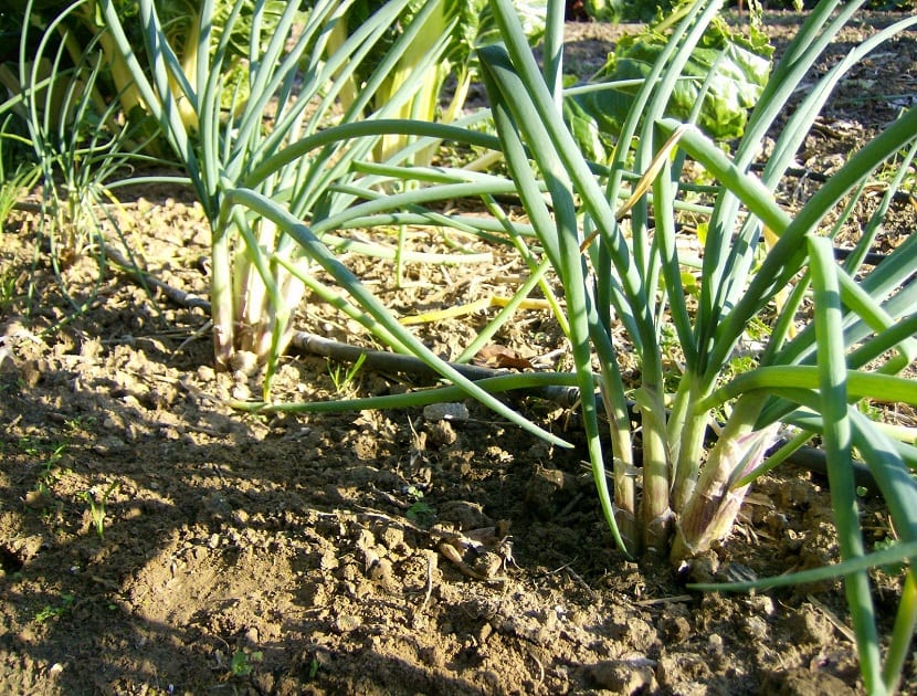 Cultivo de la cebolla de verdeo