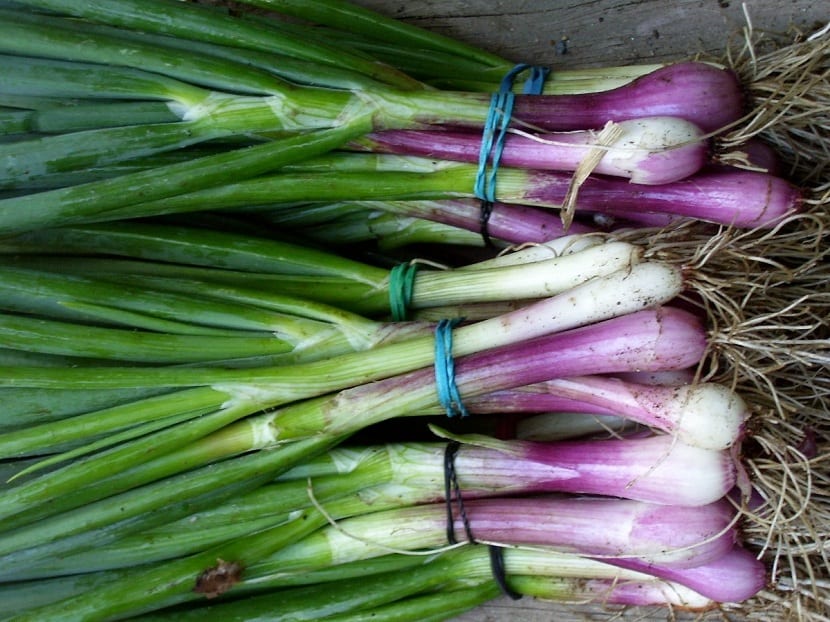 Cebolla de verdeo: cultivo, corte y rebrote paso a paso