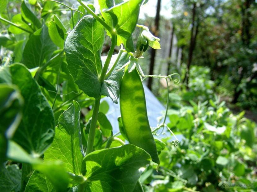 Guisantes