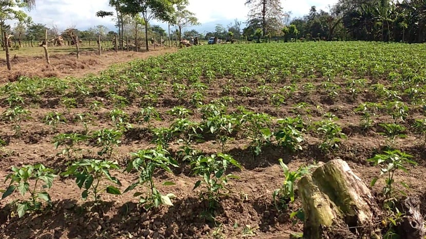 cultivo del chile jalapeño