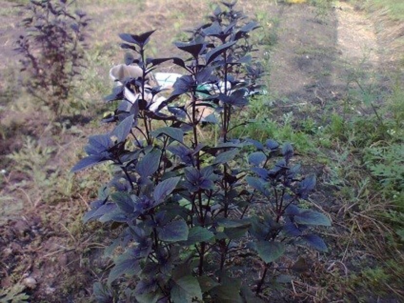 Albahaca morada