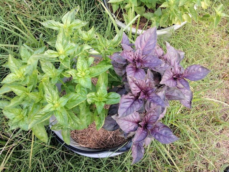 Distintas variedades de albahaca cultivadas juntas