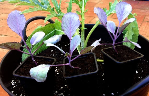 plantón de col lombarda