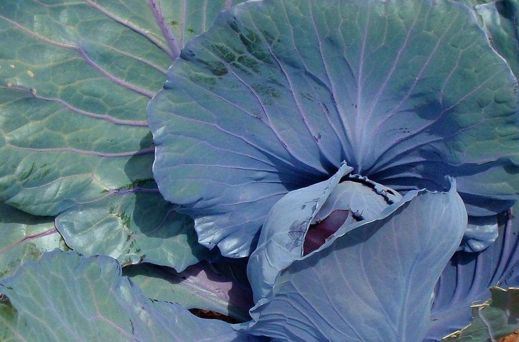 La coliflor morada tiene las hojas preciosas