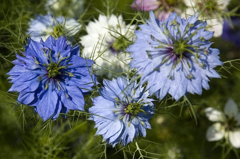 Nigella sativa en flor