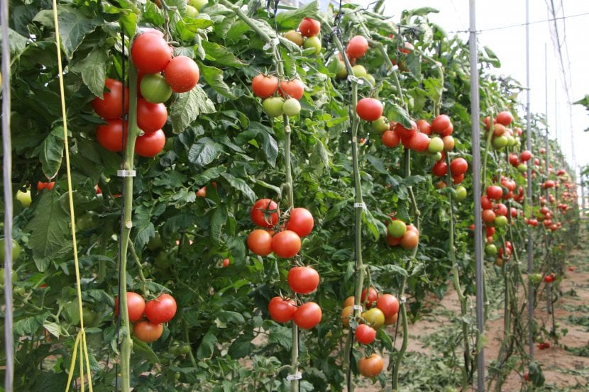 Cultivo de tomate en ramo