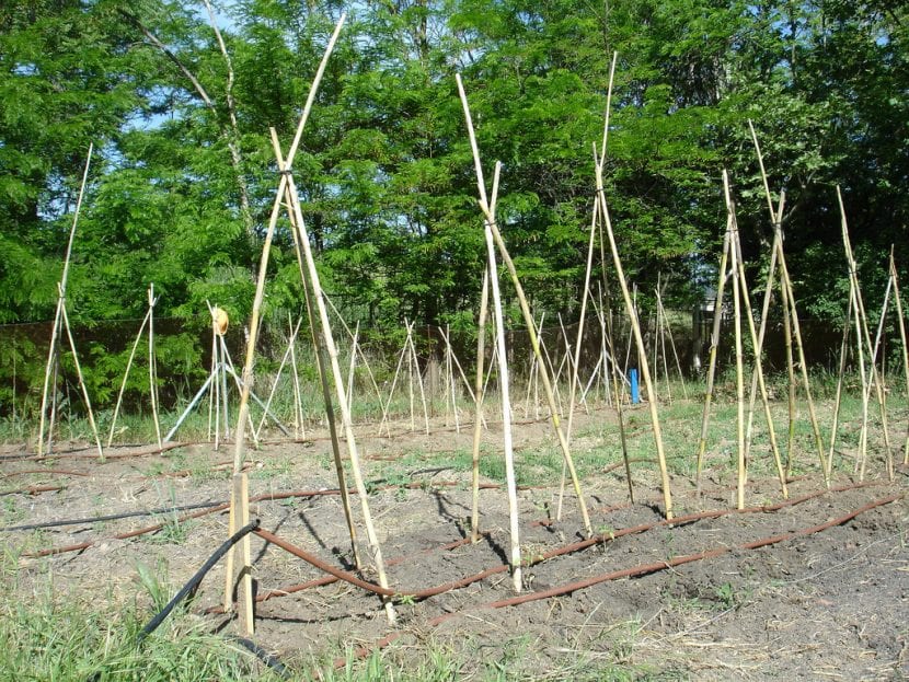 Tutores para tomateras