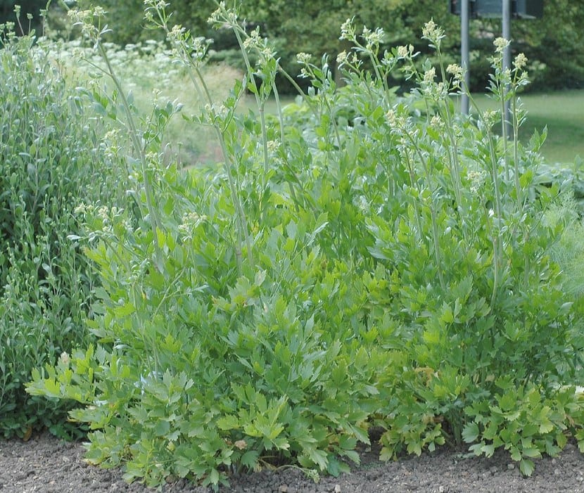Blanquear verduras en el huerto: técnica y cultivos