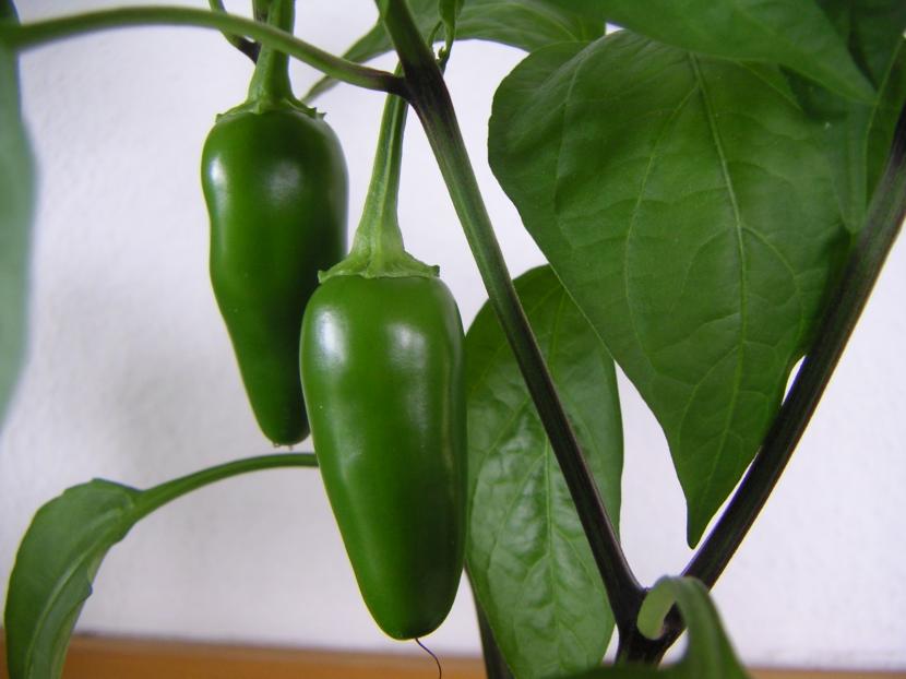 Pimiento verde