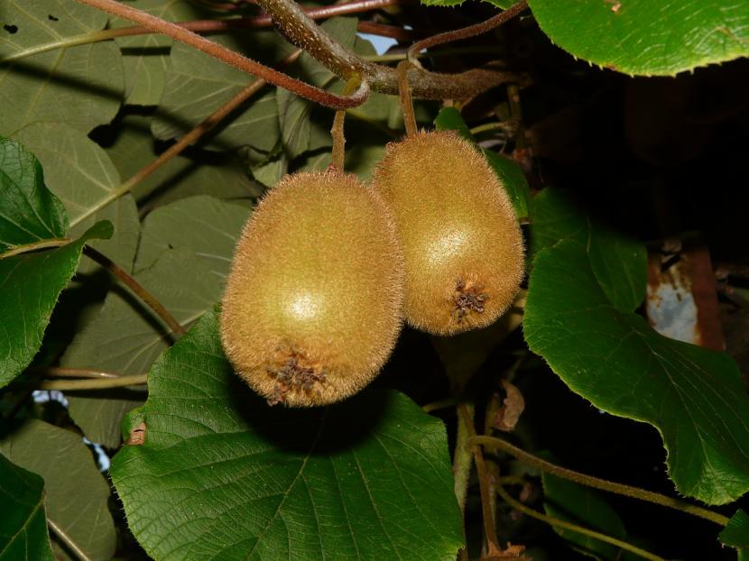 Cómo cuidar un kiwi: suelo, riego, poda y cosecha