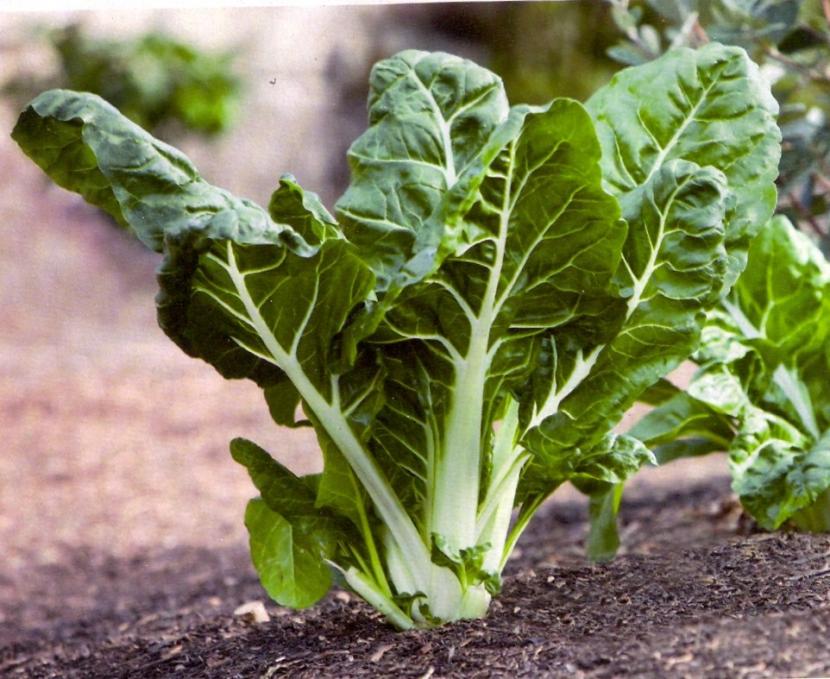 Cómo cultivar acelgas: siembra, riego y cosecha continua