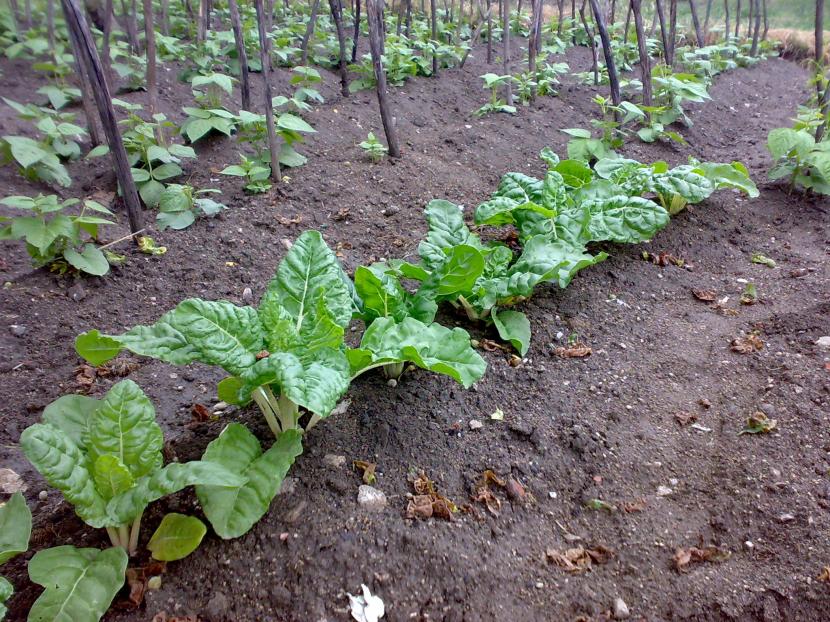 Plantación de acelgas