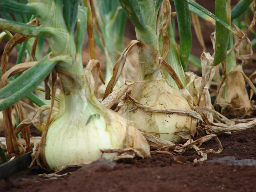 Cómo cultivar cebolla: la variedad decide si habrá bulbo