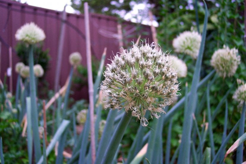 Flor de Allium ascalonicum 