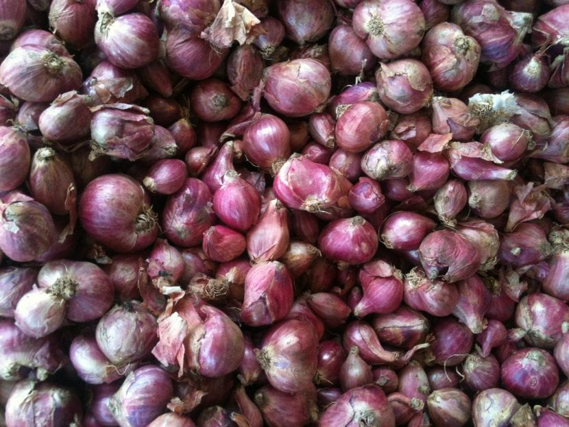 Chalota