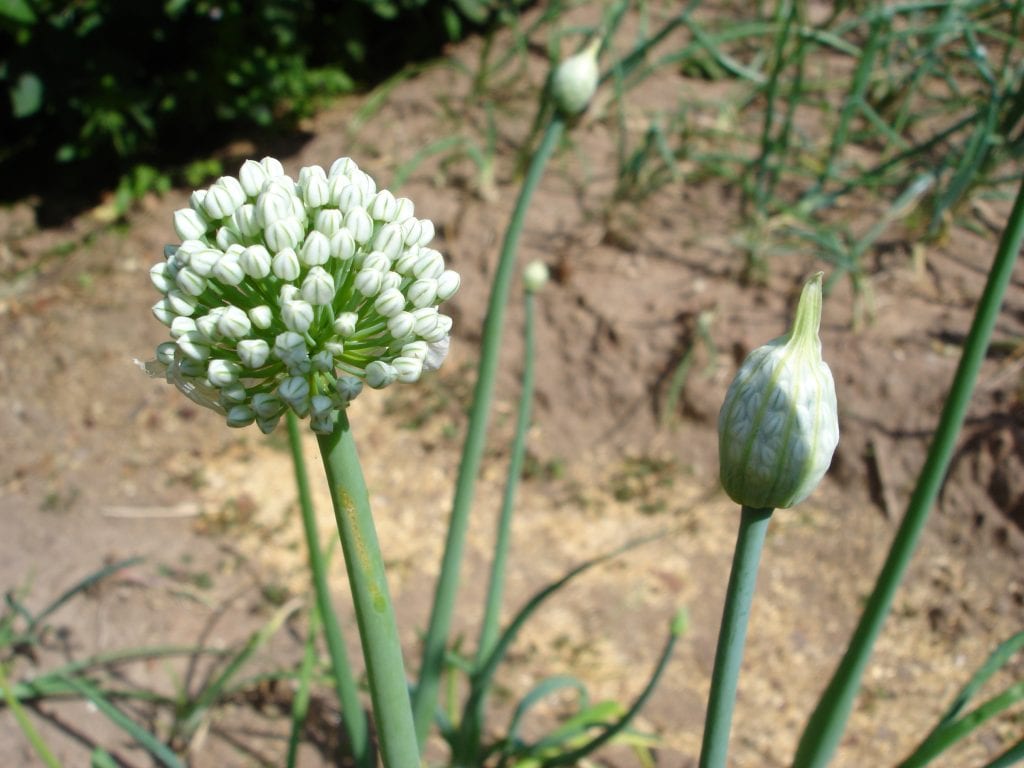 Cómo cultivar escalonia o chalota en el huerto