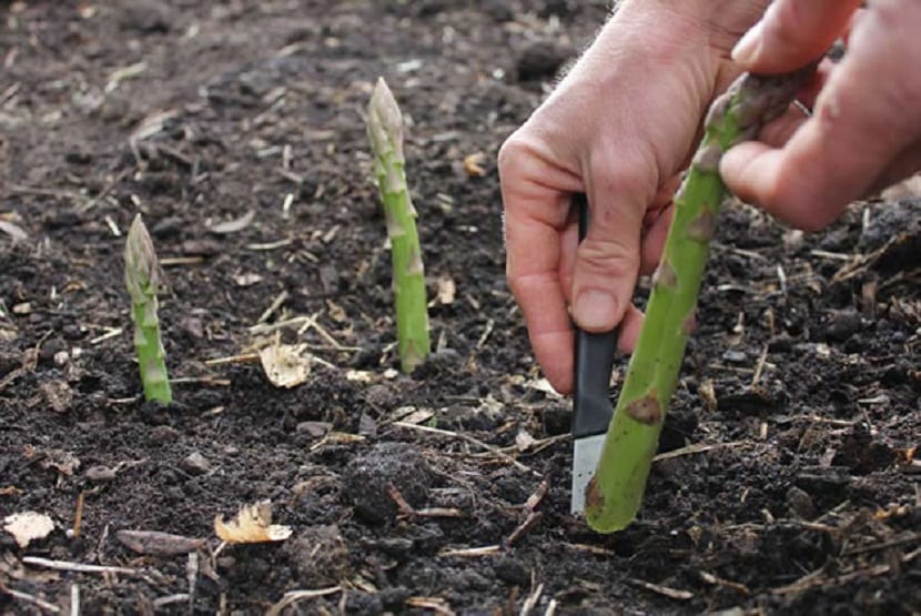 Cómo cultivar espárragos en el huerto, de la garra al corte