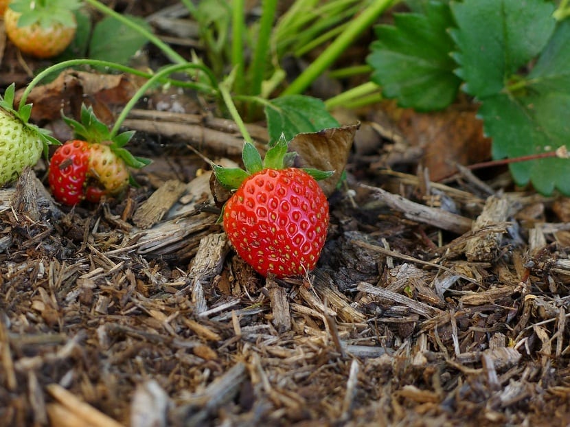 Fresas de raíz desnuda: cómo plantarlas y conservarlas