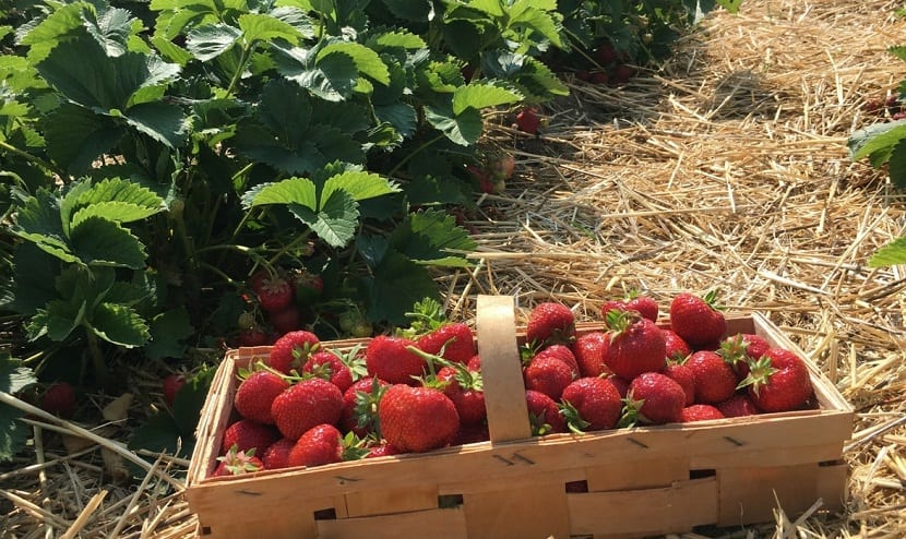 recogida y cultivo de fresas