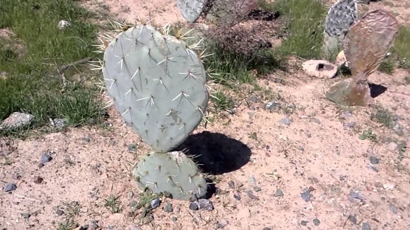como cultivar nopales