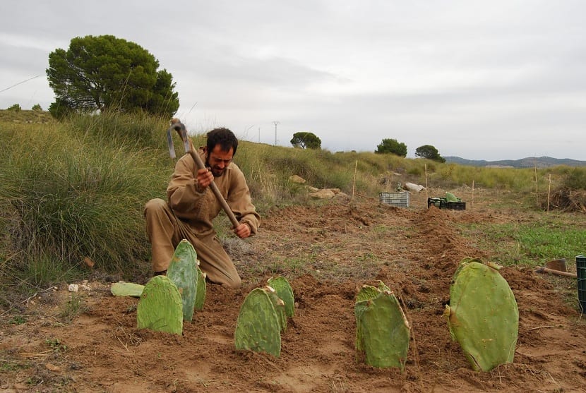 cultivo de nopales