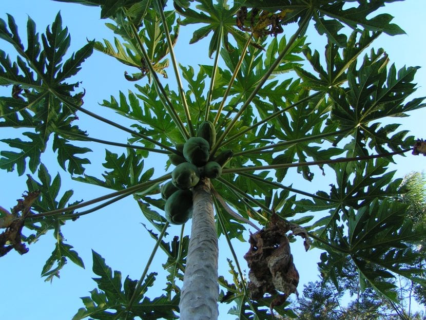 Frutos y follaje de Carica papaya