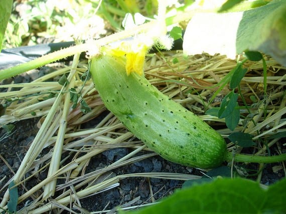 Cómo cultivar pepinillos en el huerto o en maceta