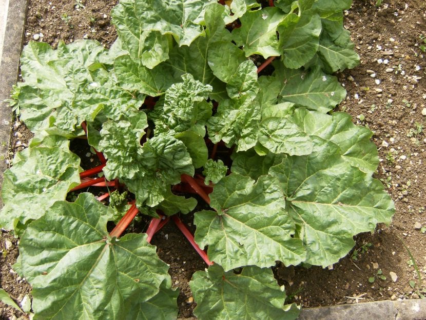 Rheum rhabarbarum o ruibarbo