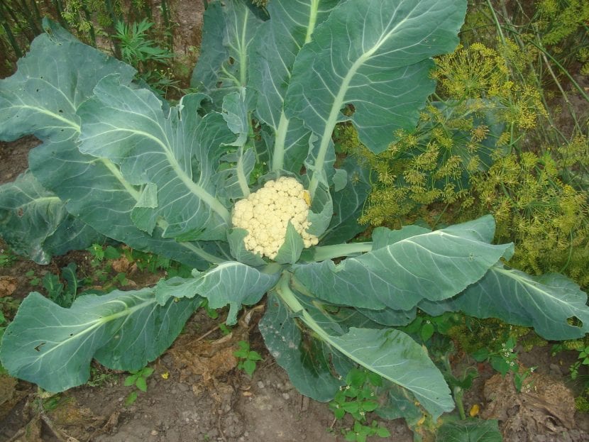 Cultivo de coliflor