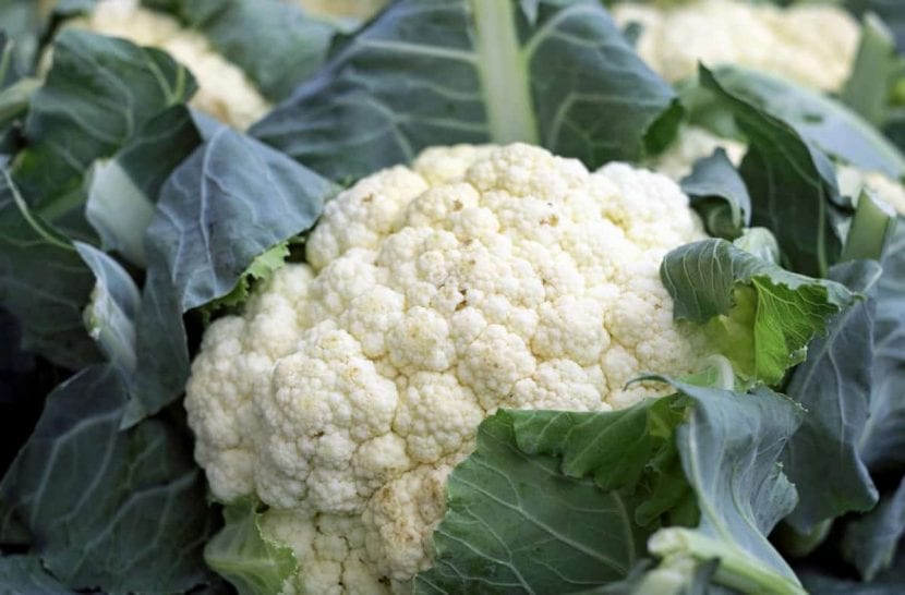 Coliflor