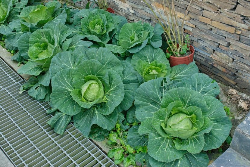 Plantación de coliflores