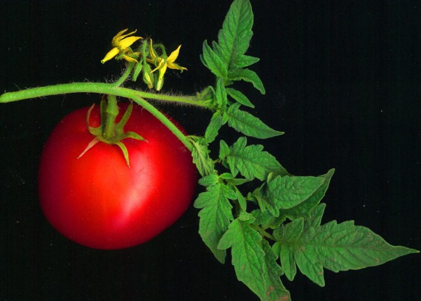 Tomates madurando en cultivo en recipiente
