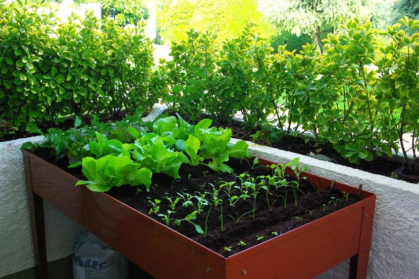 Cómo hacer un huerto ecológico en casa o en el balcón