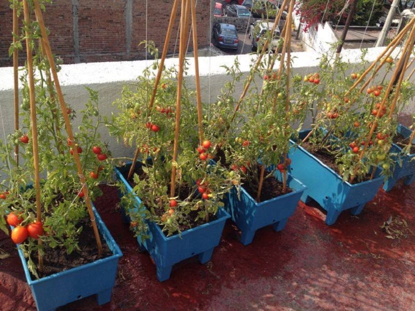 tomates sembrados