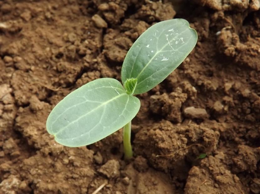 Planta germinada