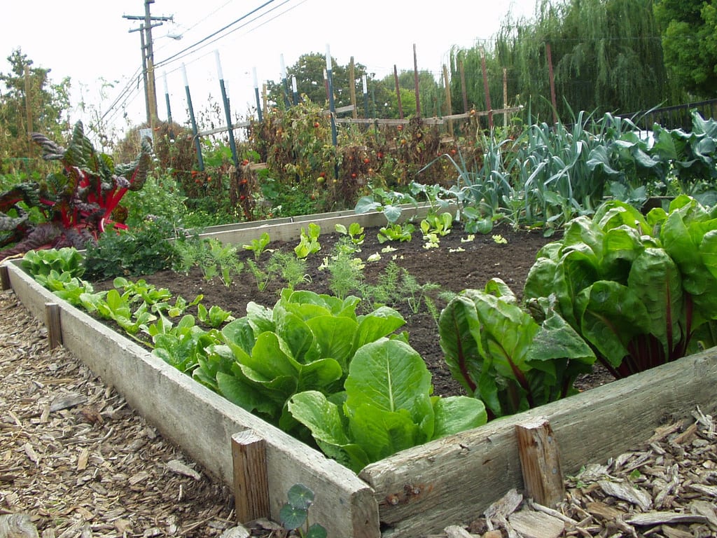 Cómo hacer un huerto en el jardín: guía paso a paso