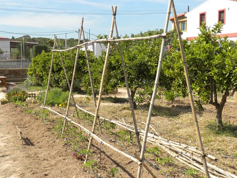Entutorado en el huerto