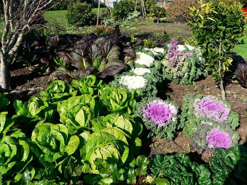 Cultivo en casa